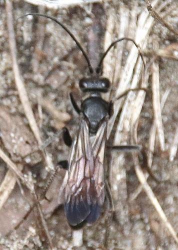 Cryptocheilus notatus